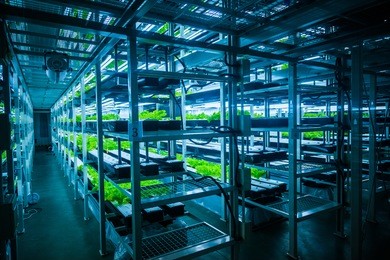 plants are cultivated in hydroponic system