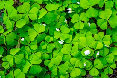 green clover texture closeup, forest nature background pattern of shamrock, trefoil green ground backdrop macro
