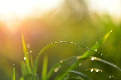blur background fresh green grass or rice field with dew drops in sunshine on auttum and bokeh. abstract blurry background. nature background. texture. copy space for text. 