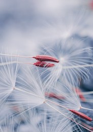 beautiful dandelion flower seed in spring season