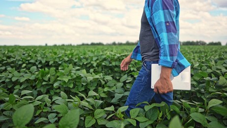 agricultural soy. a male farmer with a digital tablet walks through a soybean plantation. farm business concept. farmer hand with digital tablet close-up walks close-up in soybean field lifestyle