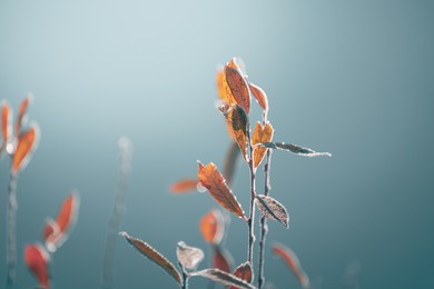 frosted trees with yellow leaves on the shore of lake. macro image, shallow depth of field. autumn nature background