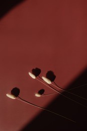 flatlay of dry fluffy bunny tail grass on crimson background with soft blurred sunlight shadows. aesthetic bohemian minimal floral composition with copy space and sun light shades. parisian vibes