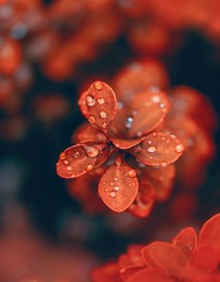 macro of a red leaf plant during autumn, covered with dew droplets after the rain. shallow depth of field, soft focus, blurred background