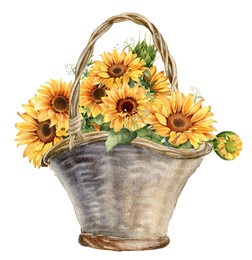 watercolor sunflower basket. farmhouse country style illustration. floral arrangement isolated on white background