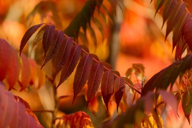 autumn tree with big bright red leaves. autumn seasonal background.