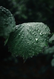 a moody photo of green leafs with water drops after rain in forest on dark background. green leaf on rainy day in forest illuminated with soft daylight.