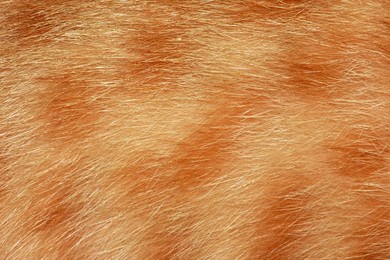 orange cat hair, full frame orange fur, for the background.