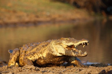 nile crocodile