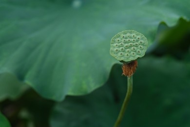 green lotus seedpod and blur green lotus leaf