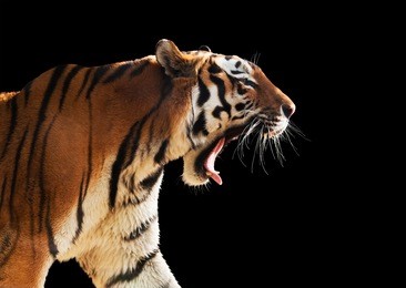wild tiger roaring. isolated on black background, perfect for easy cut out.