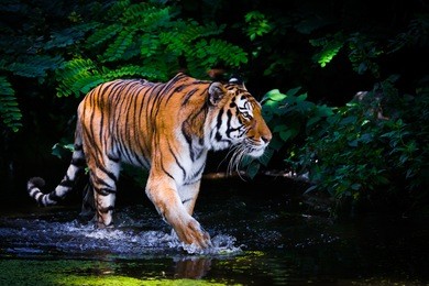 tiger in water.