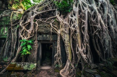 ancient khmer architecture. ta prohm temple with giant banyan tree at angkor wat complex, siem reap, cambodia travel destinations