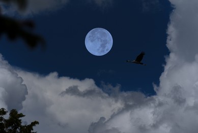 full moon with clouds and bird silhouette on the sky.