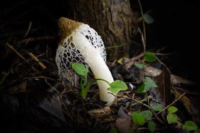 basket stinkhorm mushroom (phallus merulinus) n inhabitant of tropical regions, basket stinkhorn sports a pretty netted skirt (known as indusium), that looks like an inverted woven basket.
