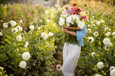 portrait of a woman with lots of freshly picked up colorful dahlias and lush amaranth flower on rural farm during sunset