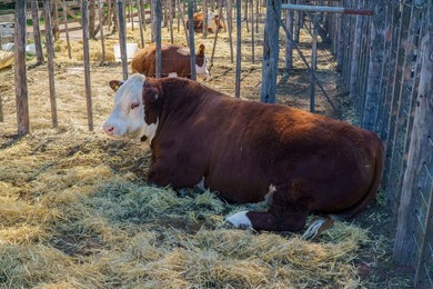 大 牛 牲畜 奶牛 安格斯 棕色 草食动物 牛肉 国内 农村 场景 哺乳动物 小牛 经济 钢笔 动物 农场 成人 农业 活动