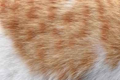 ginger and white cat fur texture background.  cat hair texture. 