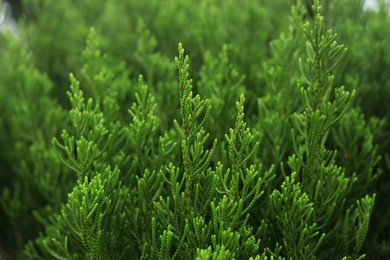 green leaves of pine tree or cypress tree in the park blurred background. selective focus.