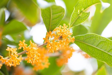 osmanthus flower in full bloom