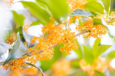 osmanthus flower in full bloom