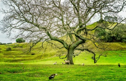 one tree hill park at auckland, new zealand