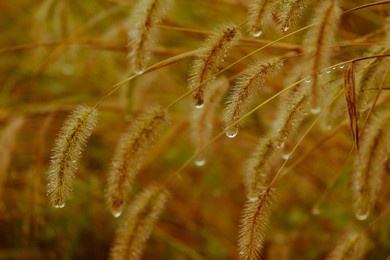 dog tail grass with dew