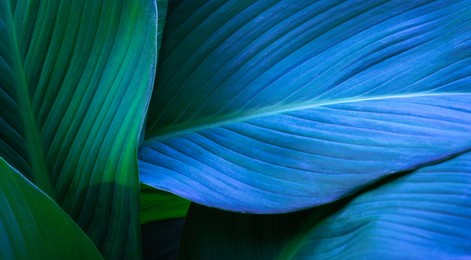 close up macro exotic fresh green leave texture tropical plant of spathiphyllum cannifolium in soft blue glow light blur background.idea for leaf botanical wallpaper desktop,foliage backdrop cover.