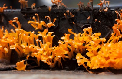 close up of the orangish dacryopinax spathularia fungi or yellow fungi growing on dead wood.