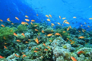 coral reef at the blue hole in dahab, egypt
