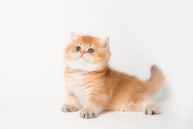 a very cute little red kitten of the british breed is isolated on a white background, a golden chinchilla