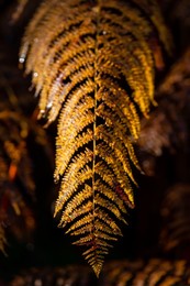 colorful wet fern frond in autumn season in the undergrowth of a forest in iserlohn sauerland germany with brown and yellow colored leaves close up. macro close up with dew drops backlit by sunlight.