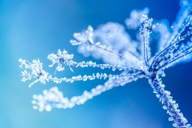 ice covered plant closeup