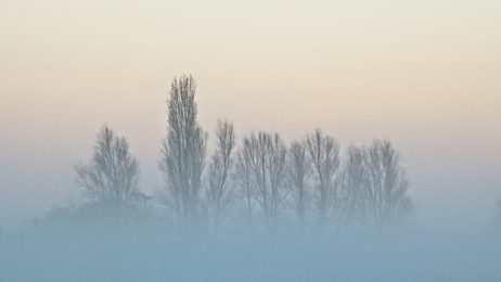 silhouettes of poplar trees against a colorful evening sky in oude kalevallei nature resere, vinderhoute, belgium