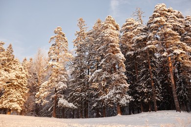 background image of beautiful winter scenery with tall pine trees covered in snow, copy space