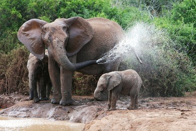 african elephant mother and baby cooling off at a water hole