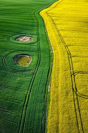 yellow and green field in countryside at sunrise. aerial view of agriculture in poland.