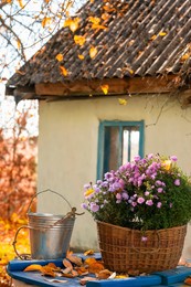 rural autumn mood. basket with autumn chrysanthemum flowers near an old rural house. ukrainian hinterland