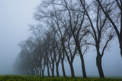 poplar avenue in the fog, road 