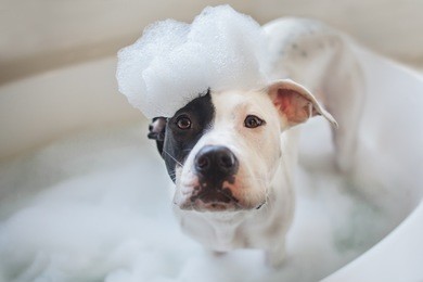 puppy gets a bubble bath