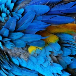 bird, blue and gold macaw feathers.