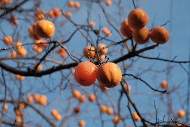 persimmon fruit on the branch. persimmon tree with ripe orange fruits in the autumn garden. kaki plum tree, japanese persimmon, diospyros kaki lycopersicum