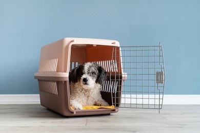 travel carrier box for animals. cute bichon frise dog lying in travel pet carrier, blue wall background, copy space