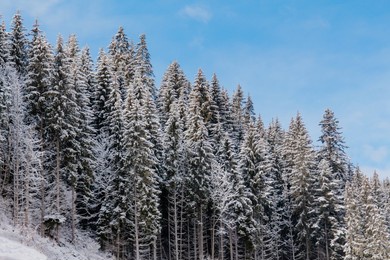 winter landscape in the carpathians, ukraine. snow-capped mountains and fir-trees and pines. winter forest. ski resort.