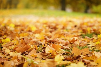 bright autumn leaves on the ground, low level photo horizontal