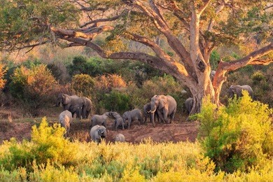a herd of elephant at the kruger national park in south africa