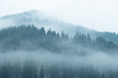 panorama of snowy forest at foggy winter day with tonal perspective .