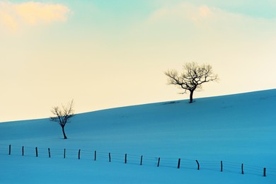 deciduous trees with bare branches on snow covered hills in winter at zlatibor mountain in serbia, minimalistic landscape