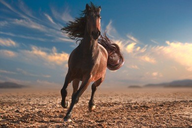 running horse with streamed mane. sunset time and sand