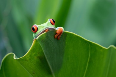 red-eyed tree frog sitting on green leaves, red-eyed tree frog (agalychnis callidryas) closeup on leaves, beautiful red-eyed tree frog, red-eyed tree frog closeup